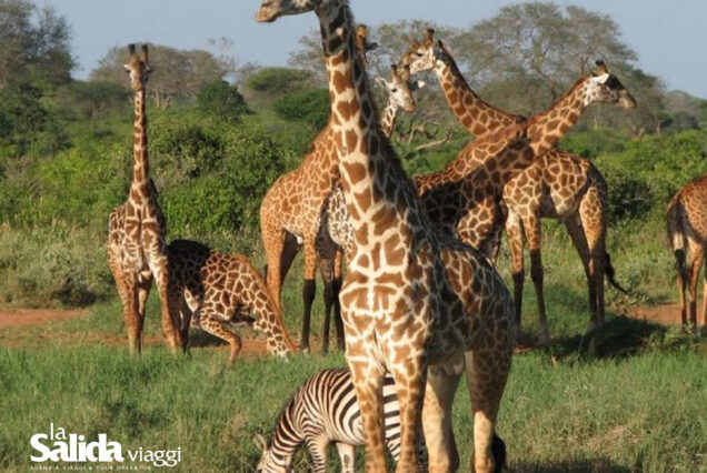 Kenya - Natale + Capodanno