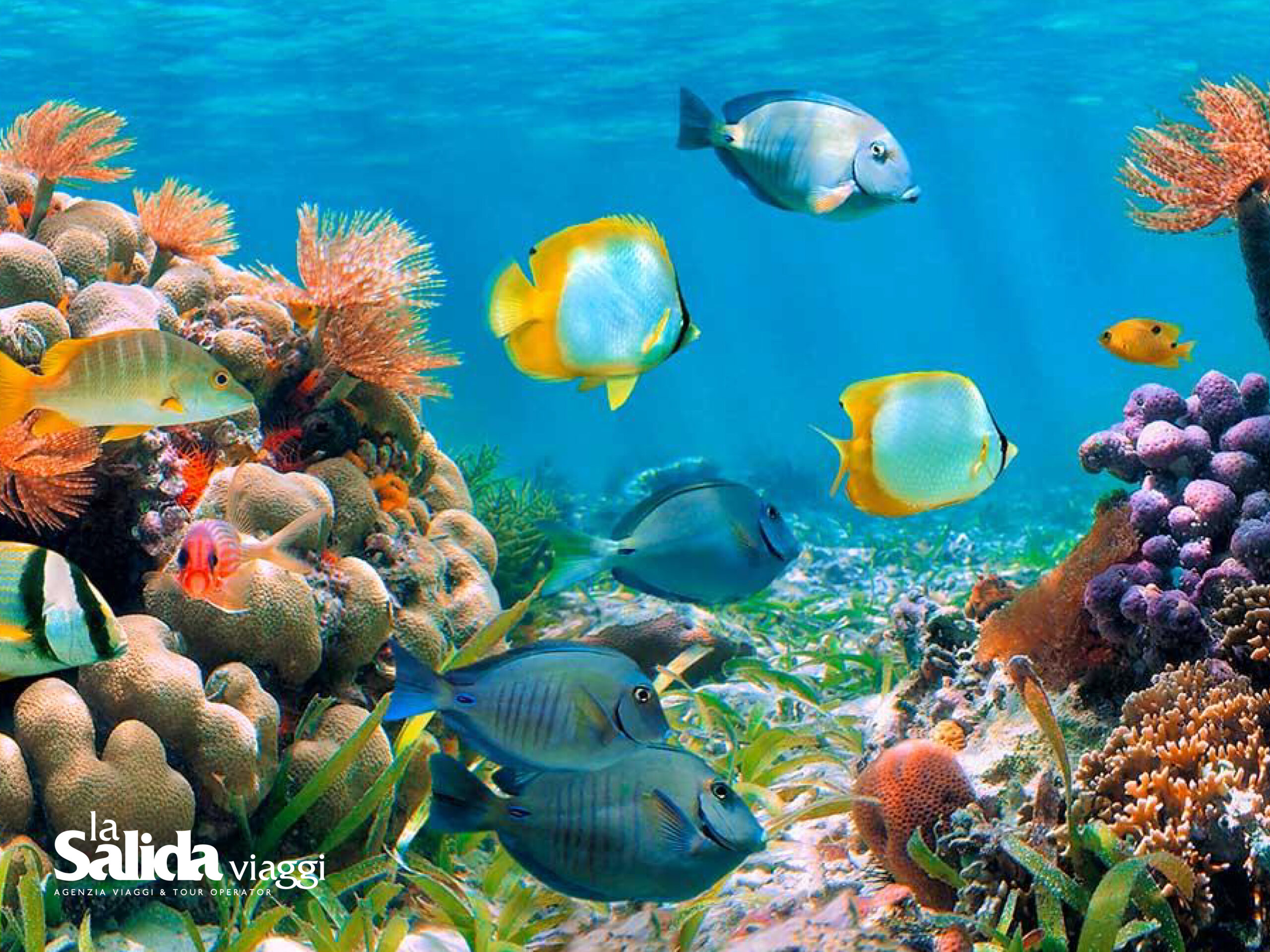 Sharm El Sheikh - dal 13 al 20 agosto